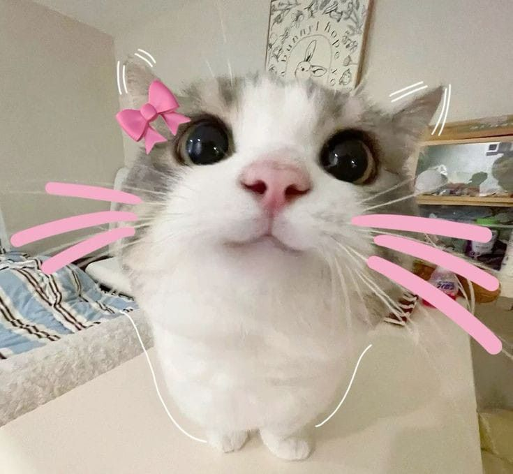 Discord User Avatar